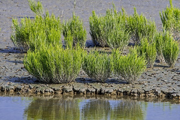 Common glasswort