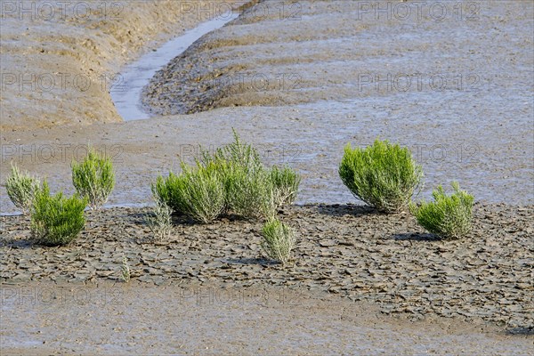 Common glasswort