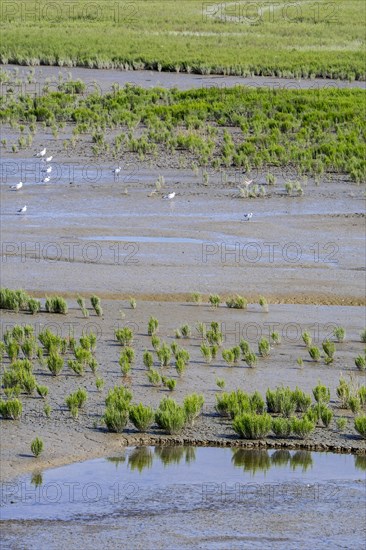 Common glasswort