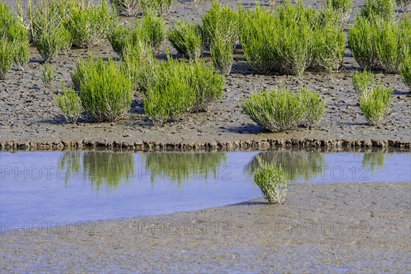 Common glasswort