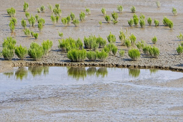 Common glasswort