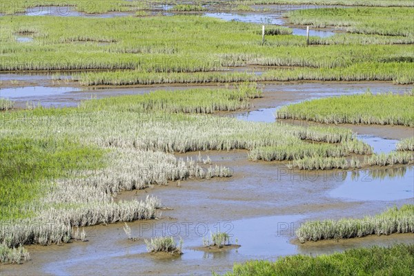 Common glasswort