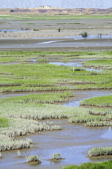 Common glasswort