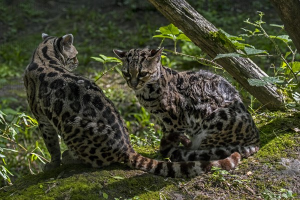 Margay