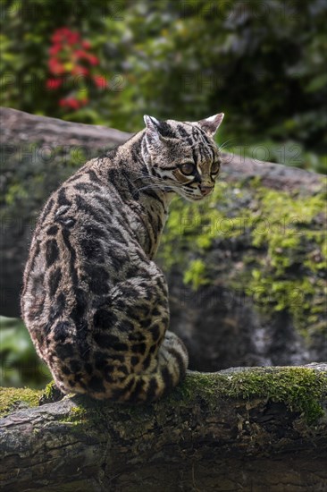 Margay