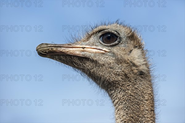 Common ostrich