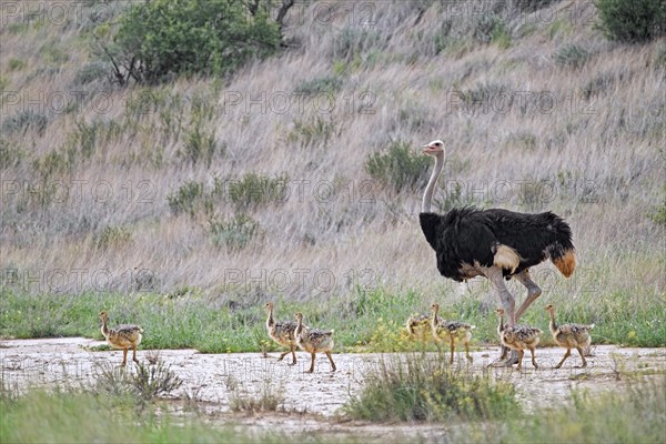 Common ostrich