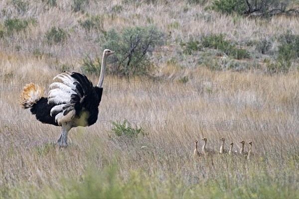 Common ostrich