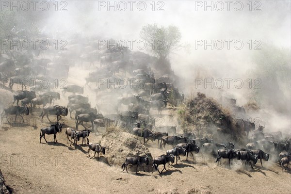 Blue wildebeest