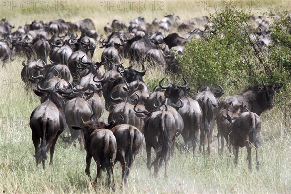 Blue wildebeest