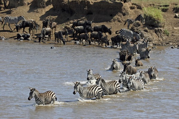 Wildebeest