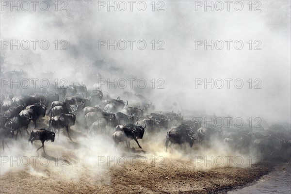 Blue wildebeest