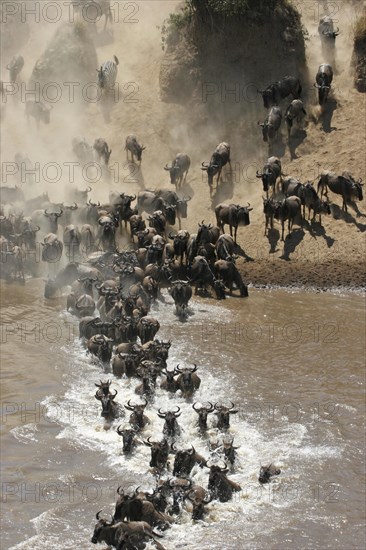 Blue wildebeest