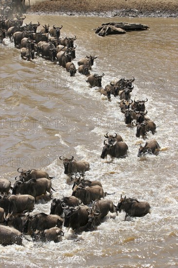 Blue wildebeest