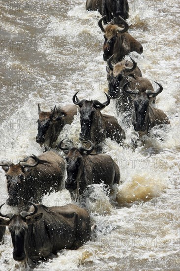 Blue wildebeest