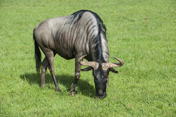 Blue wildebeest