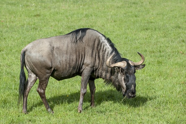 Blue wildebeest