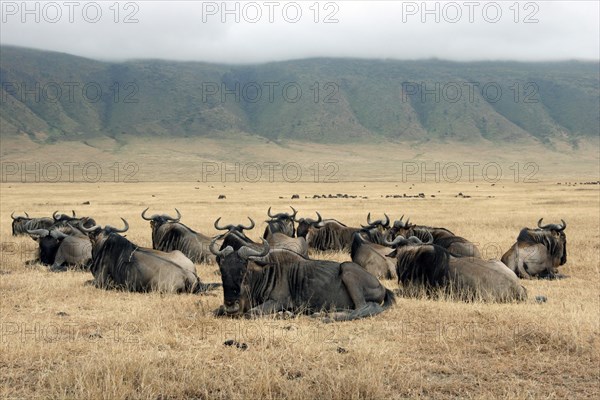 Blue wildebeest