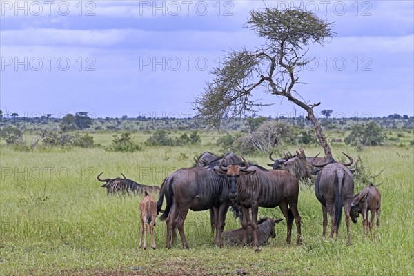 Blue wildebeest