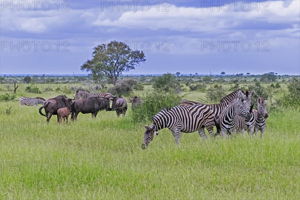 Burchell's zebras and blue wildebeest