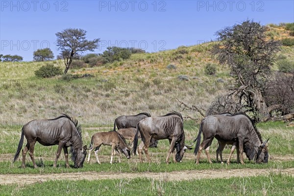 Blue wildebeest