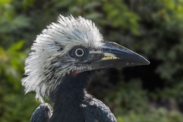 White-crested hornbill