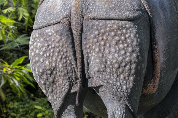 Indian rhinoceros