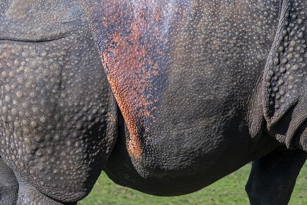 Indian rhinoceros