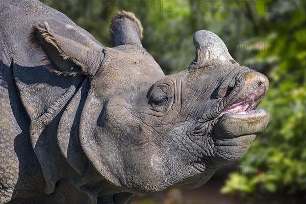 Indian rhinoceros