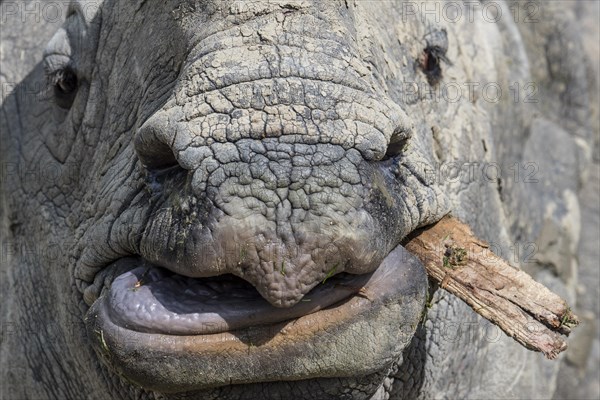 Indian rhinoceros