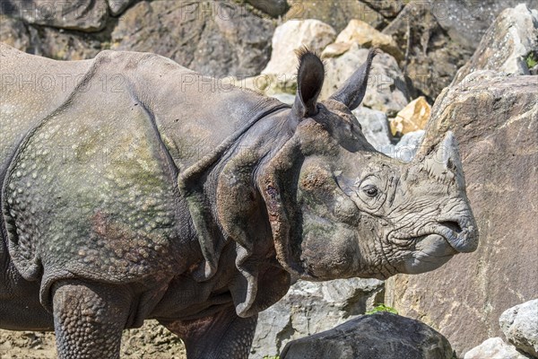 Indian rhinoceros