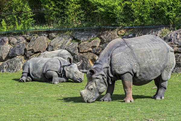 Indian rhinoceros