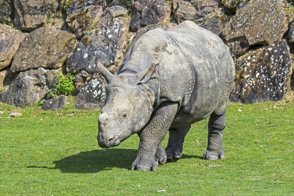 Indian rhinoceros