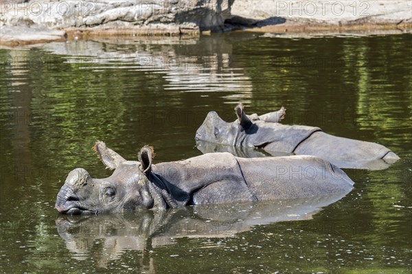 Indian rhinoceros