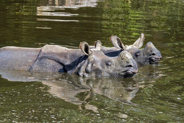 Indian rhinoceros