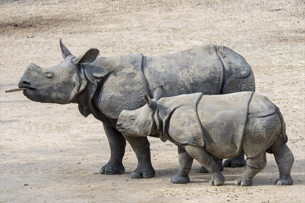 Indian rhinoceros