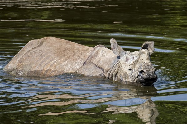 Indian rhinoceros