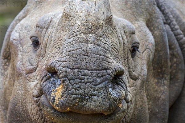 Indian rhinoceros