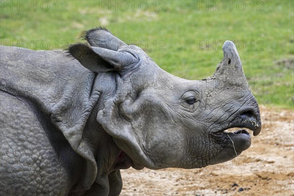 Indian rhinoceros