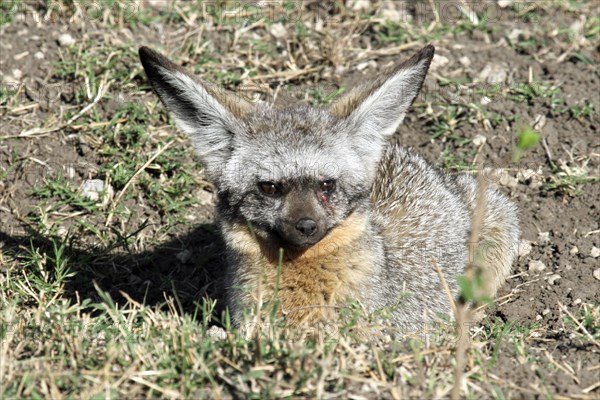 Bat eared fox