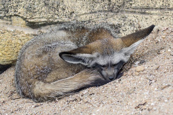 Bat-eared fox