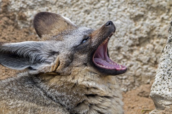 Bat-eared fox