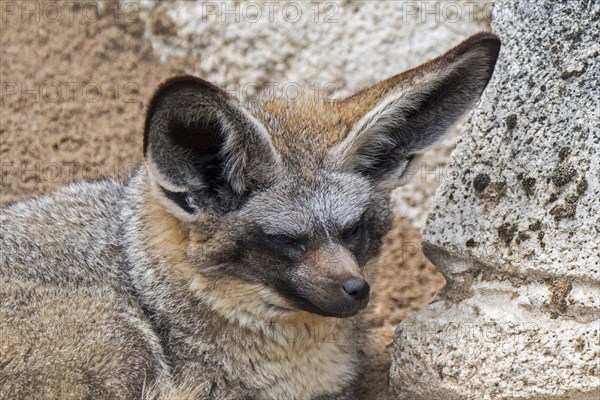 Bat-eared fox