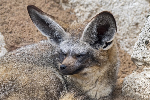 Bat-eared fox