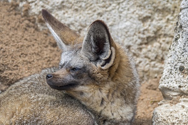 Bat-eared fox