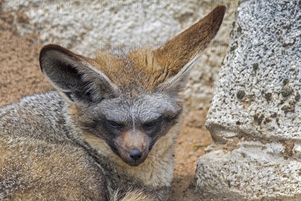 Bat-eared fox