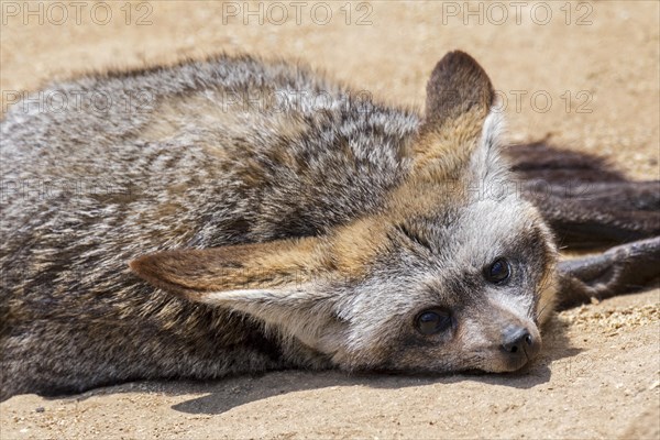 Bat-eared fox