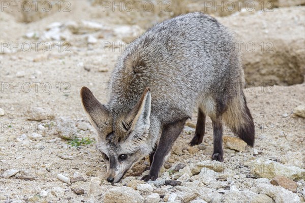 Bat-eared fox