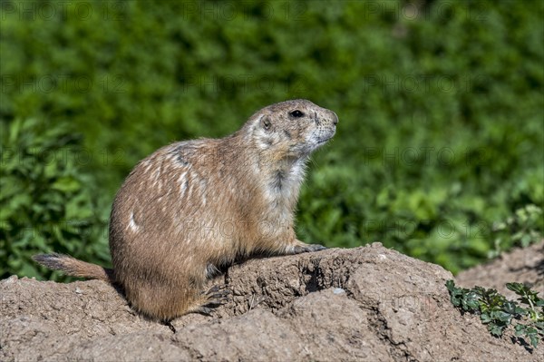 Black-tailed prairie dog