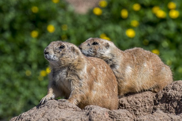 Black-tailed prairie dogs